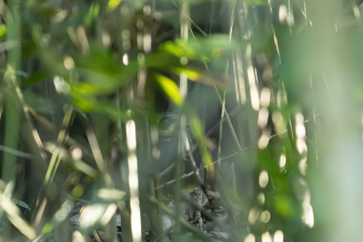 Taiwan Partridge - ML645438336