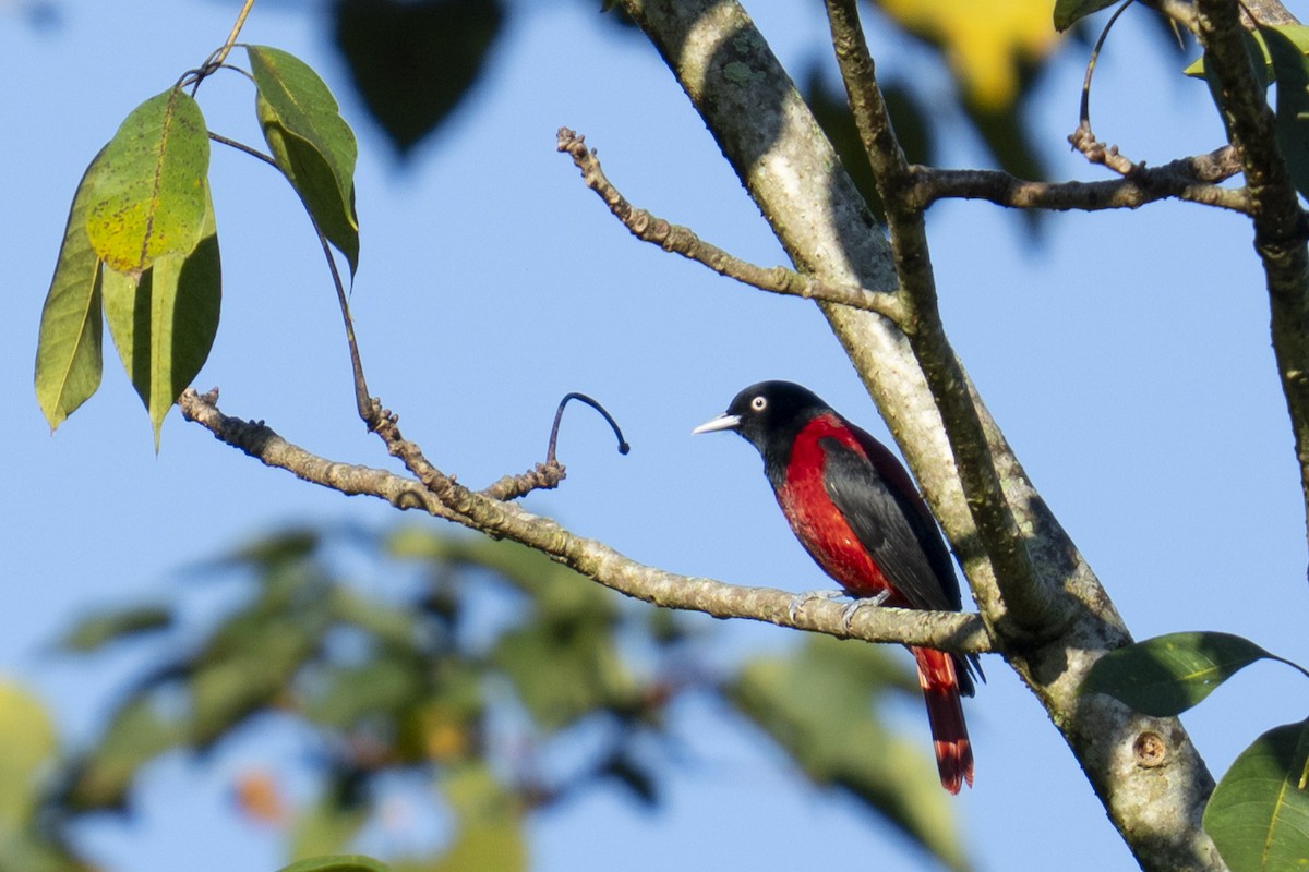 Maroon Oriole (Crimson) - ML645438338