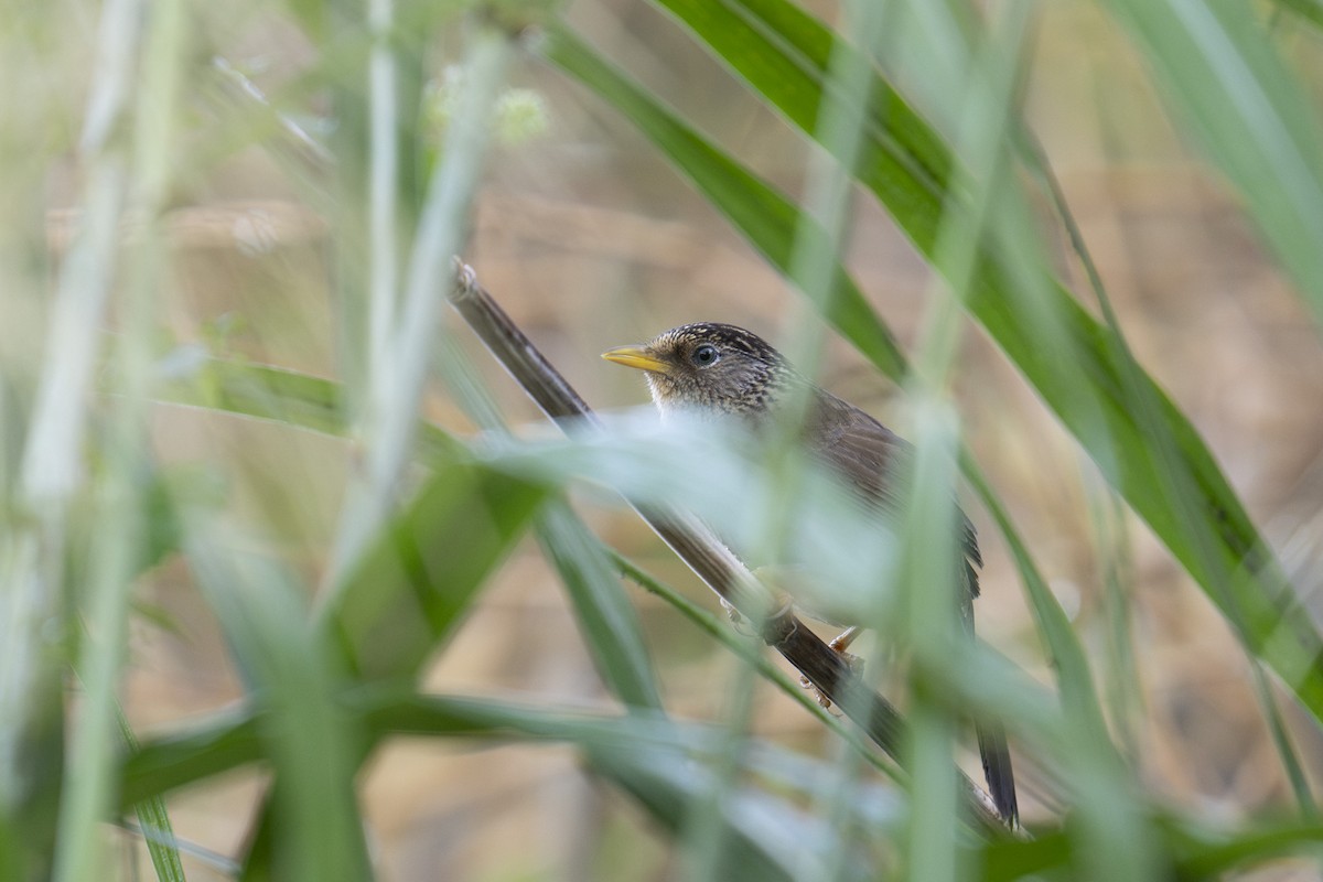 Taiwan Hwamei - ML645438341