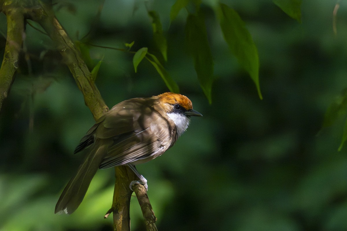 Rufous-crowned Laughingthrush - ML645438346