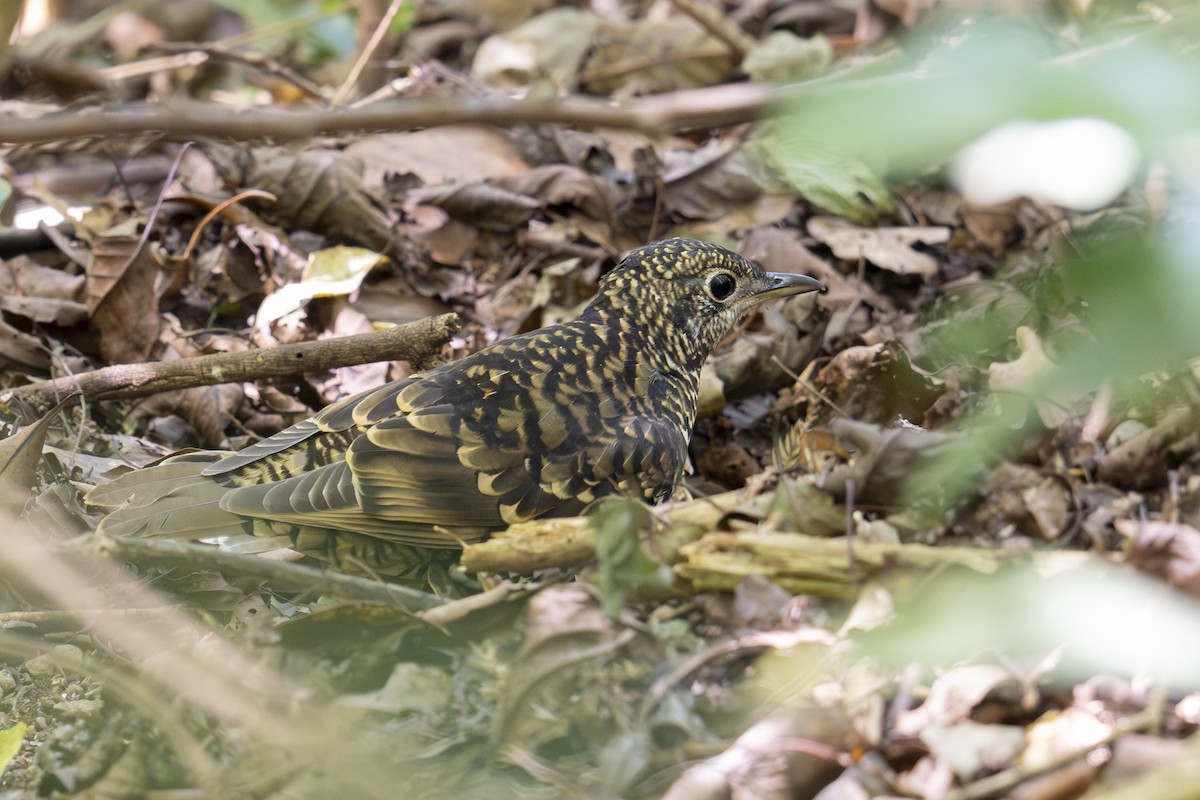 Scaly Thrush - ML645438347