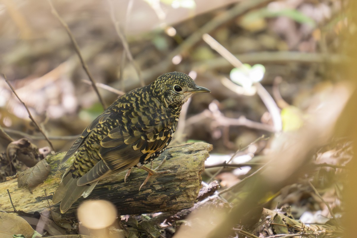 Scaly Thrush - ML645438348