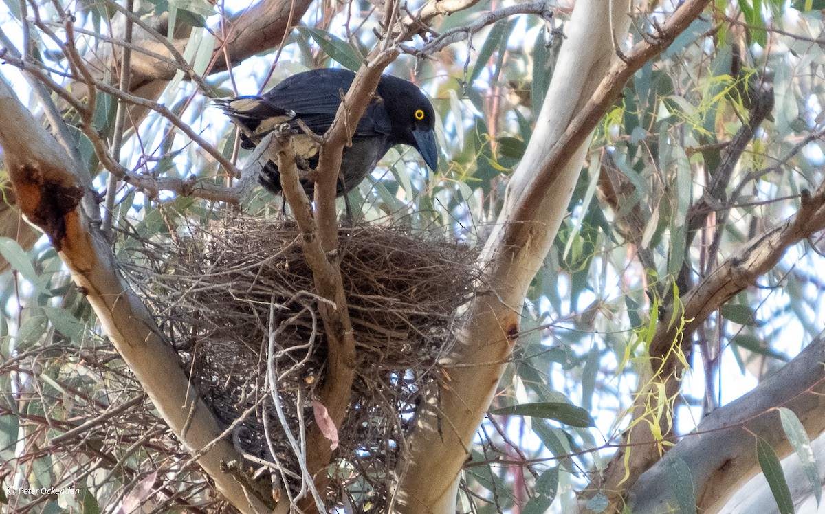 Verdugo Pío - ML645438349