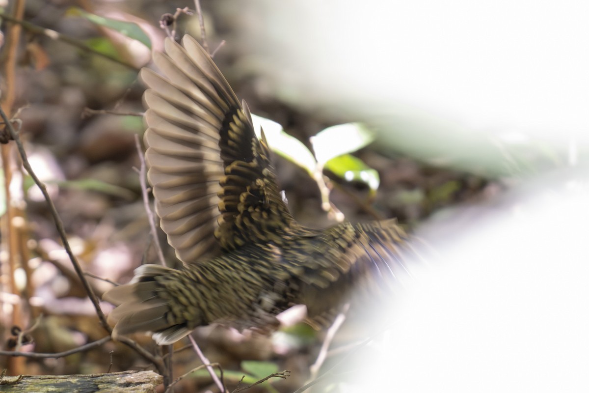 Scaly Thrush - ML645438351