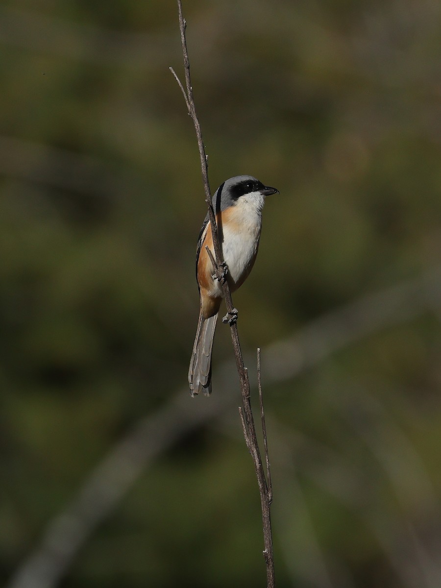 Tibetwürger - ML645438353