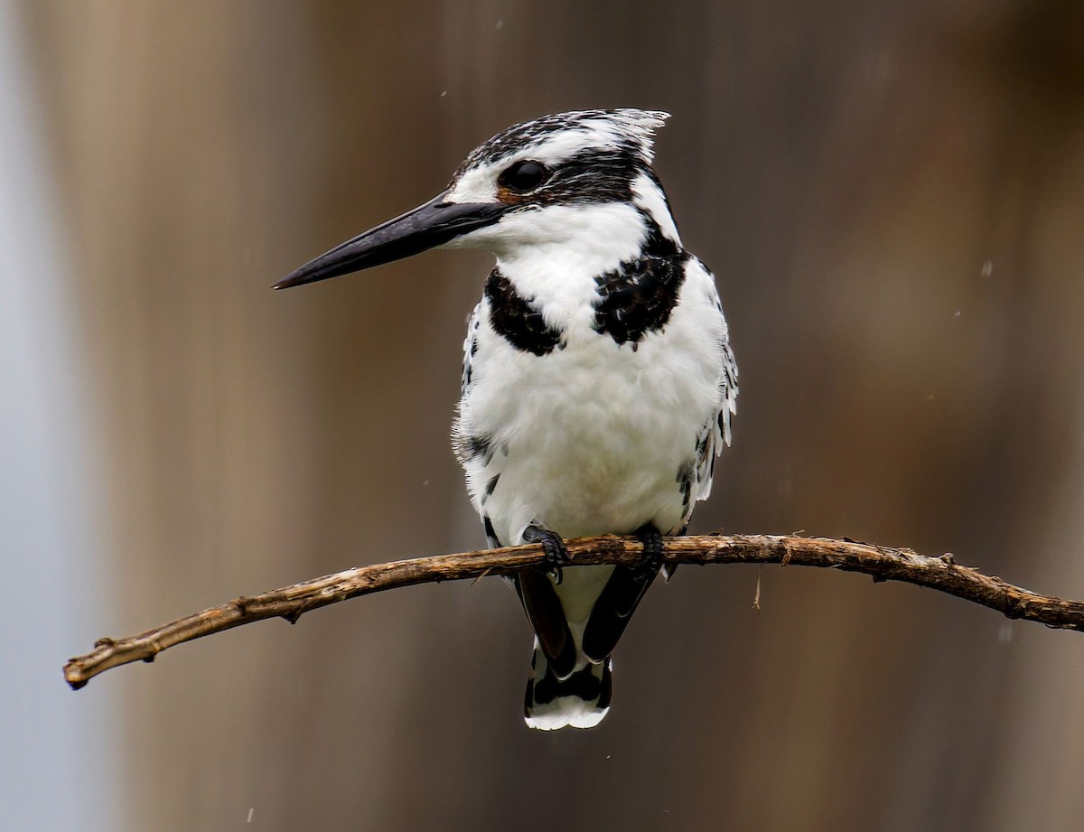 Pied Kingfisher - ML645438354