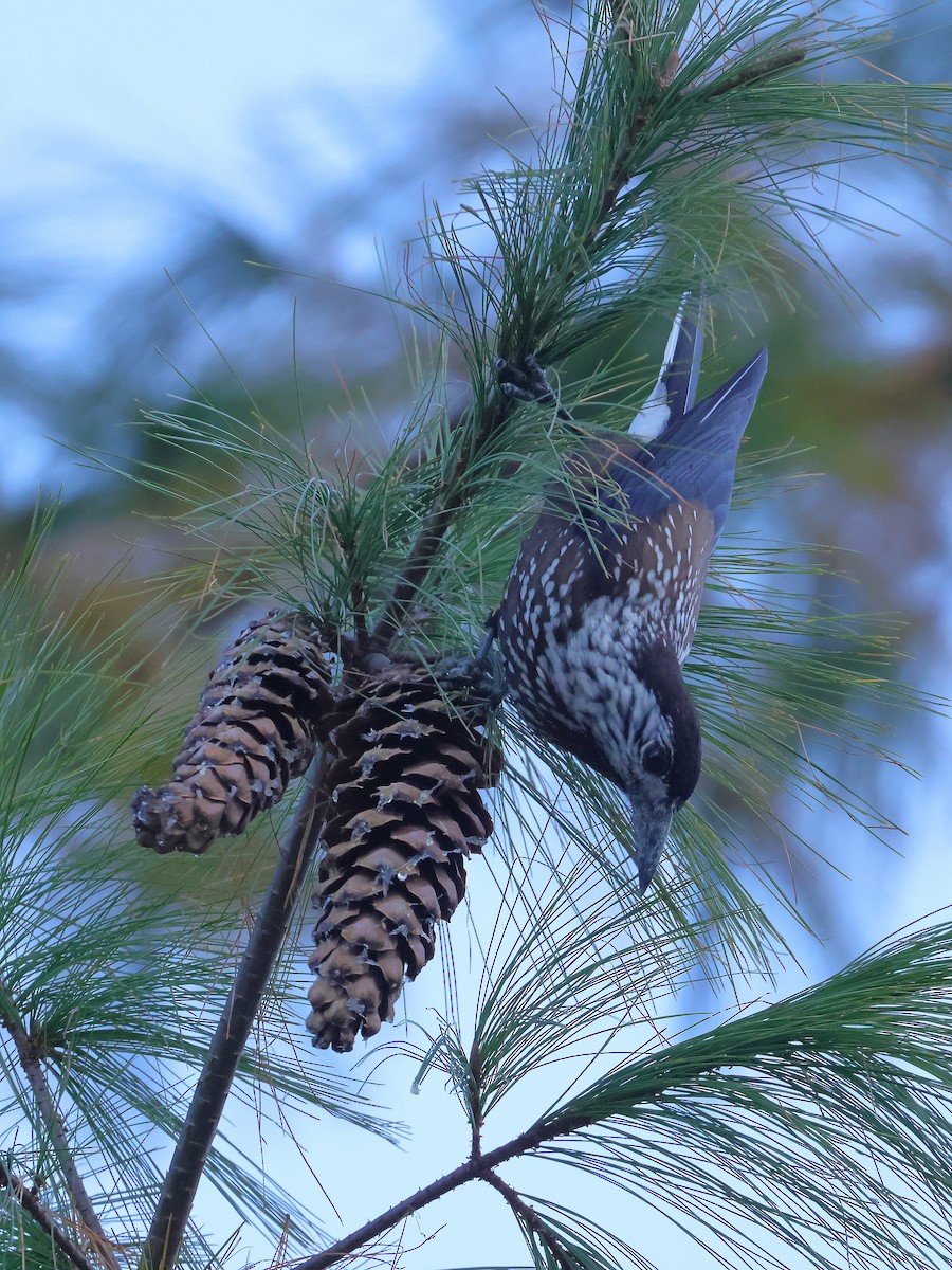 Southern Nutcracker - ML645438356