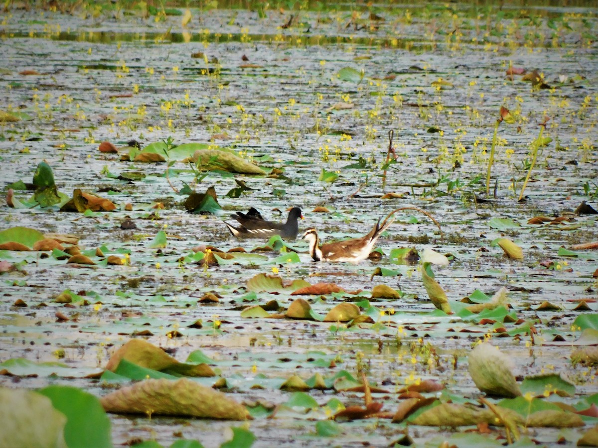 Eurasian Moorhen - ML645438357
