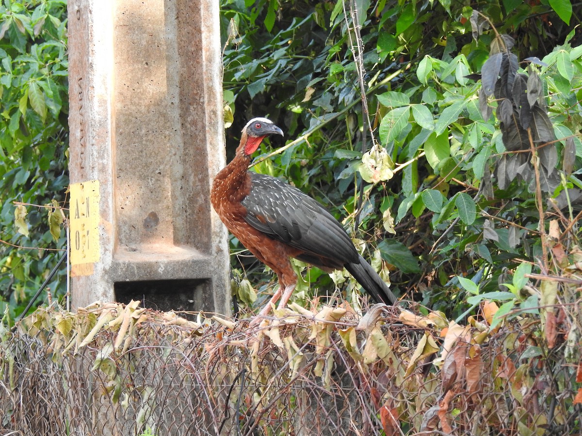 White-crested Guan - ML645438359