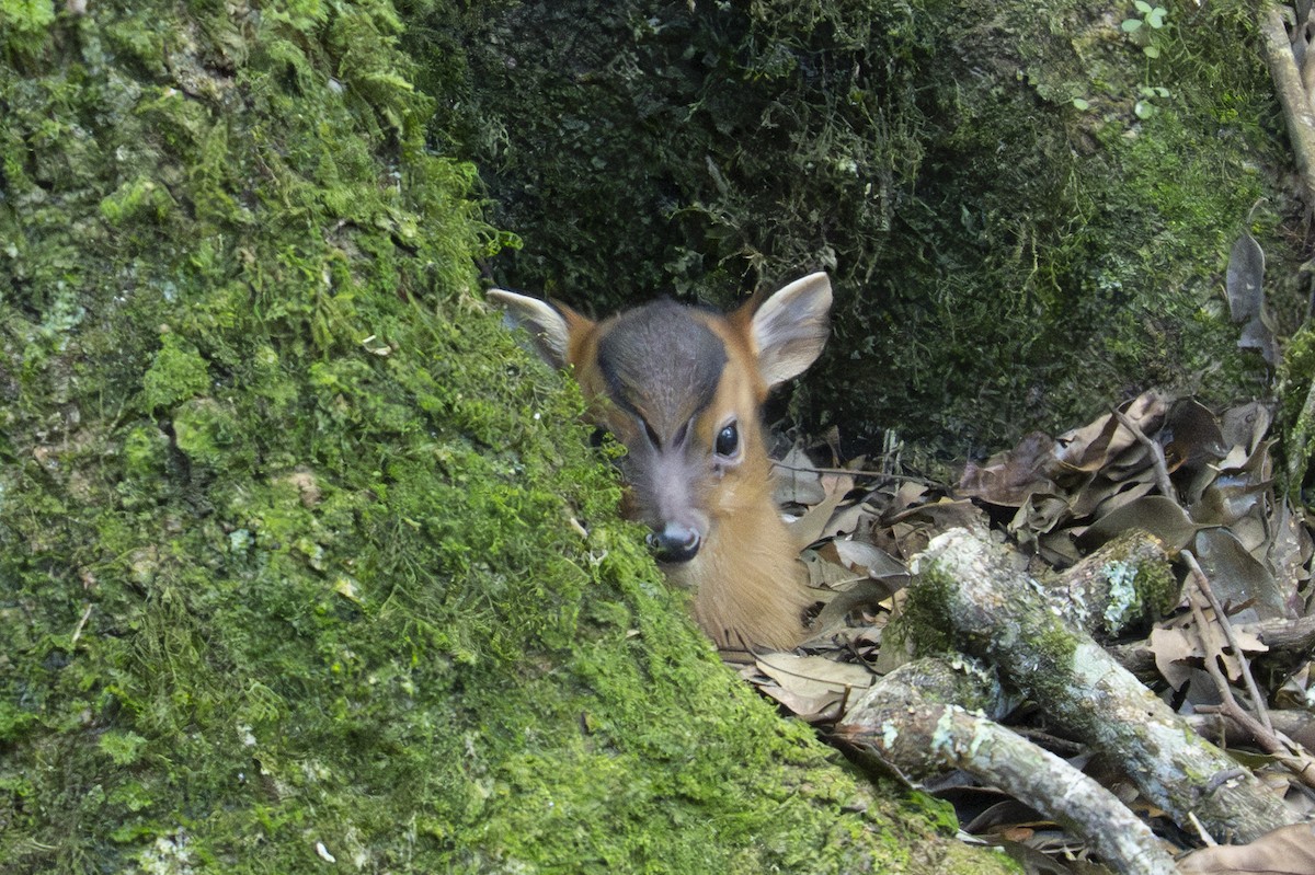 Taiwan Muntjac - ML645438360