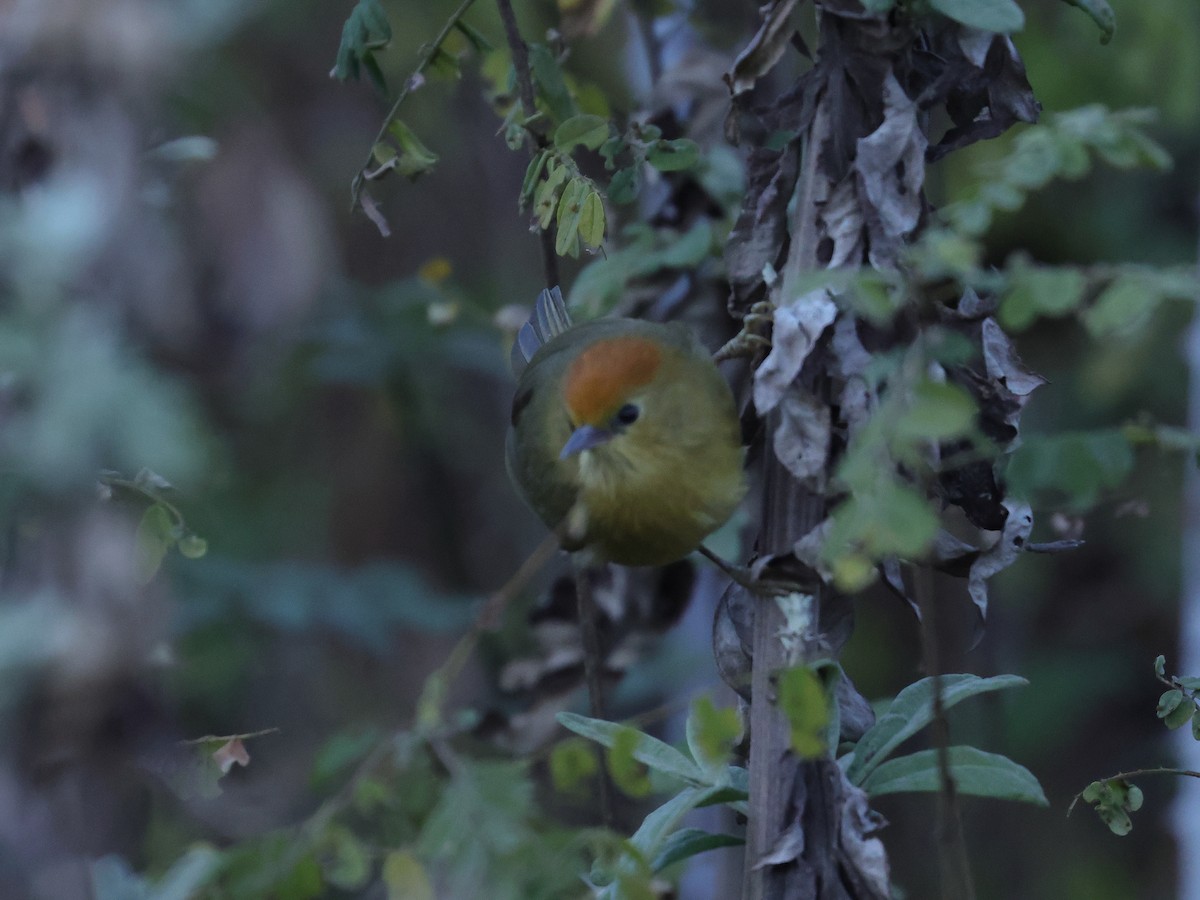 Rufous-capped Babbler - ML645438362