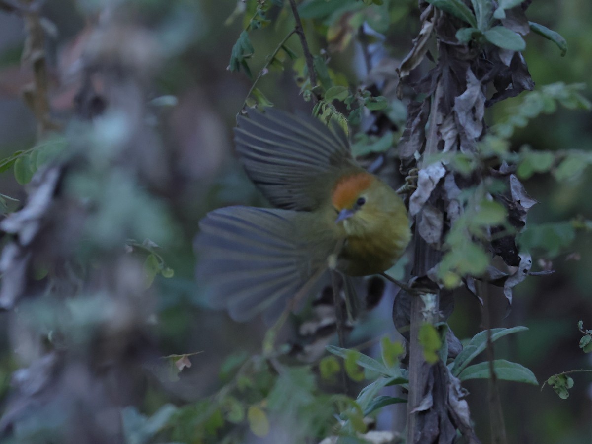 Rufous-capped Babbler - ML645438363