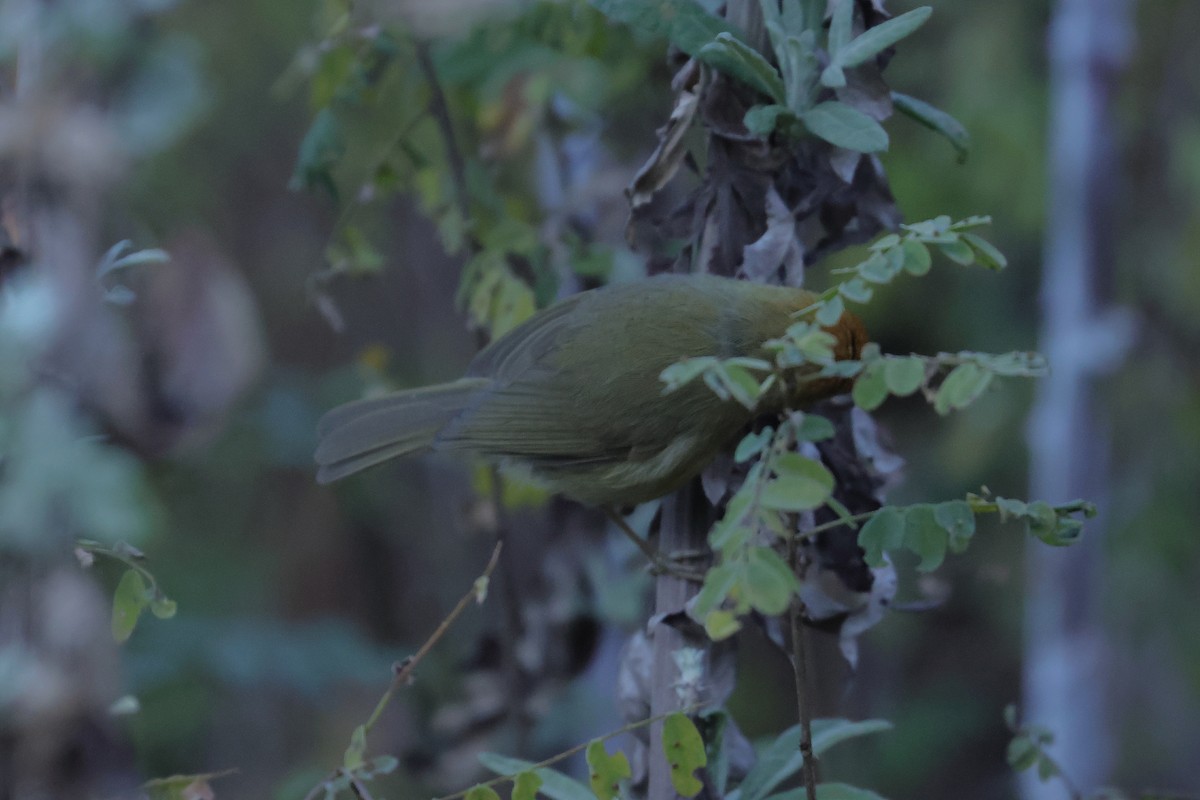 Rufous-capped Babbler - ML645438364