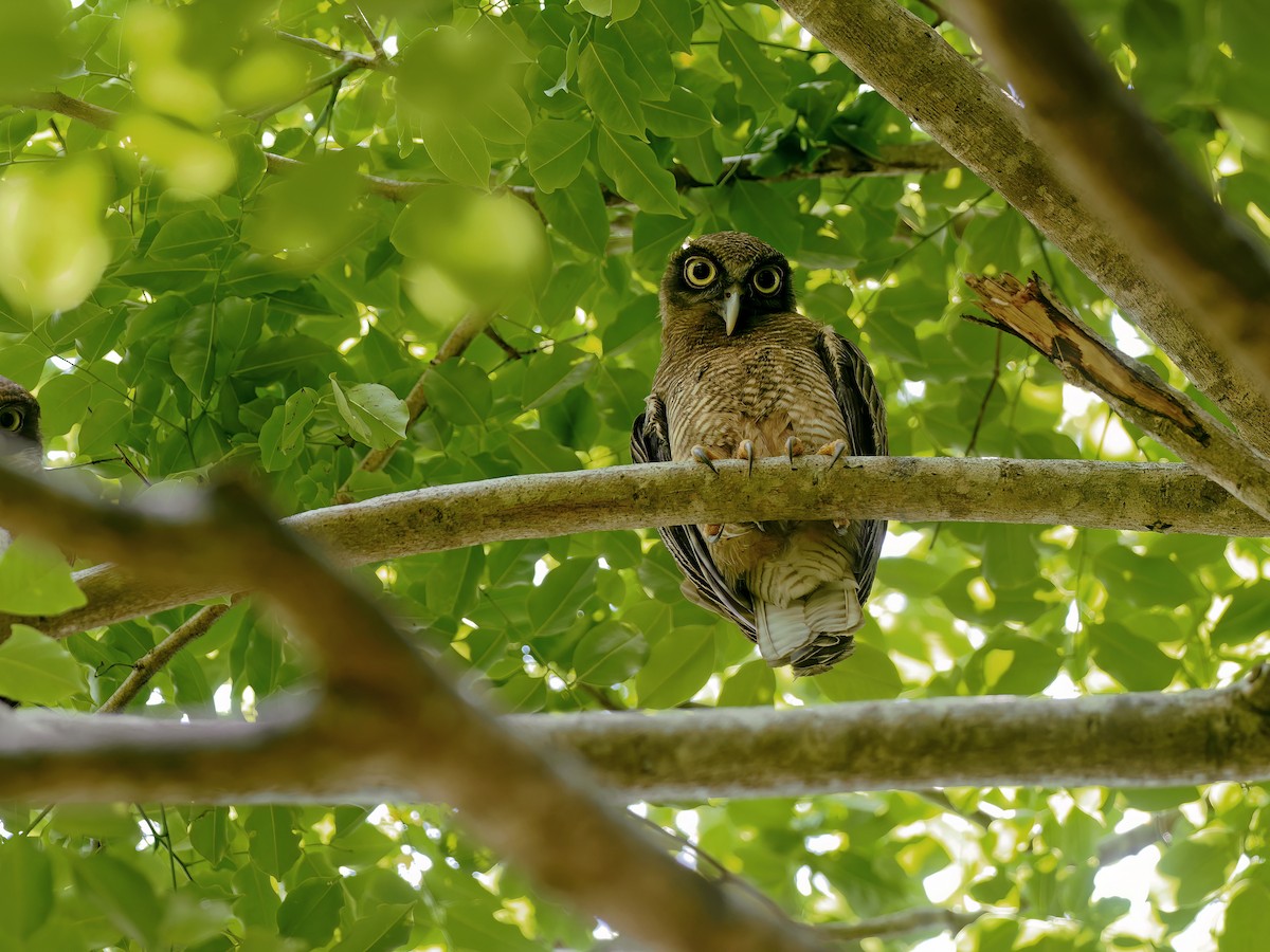 Rufous Owl - ML645438365