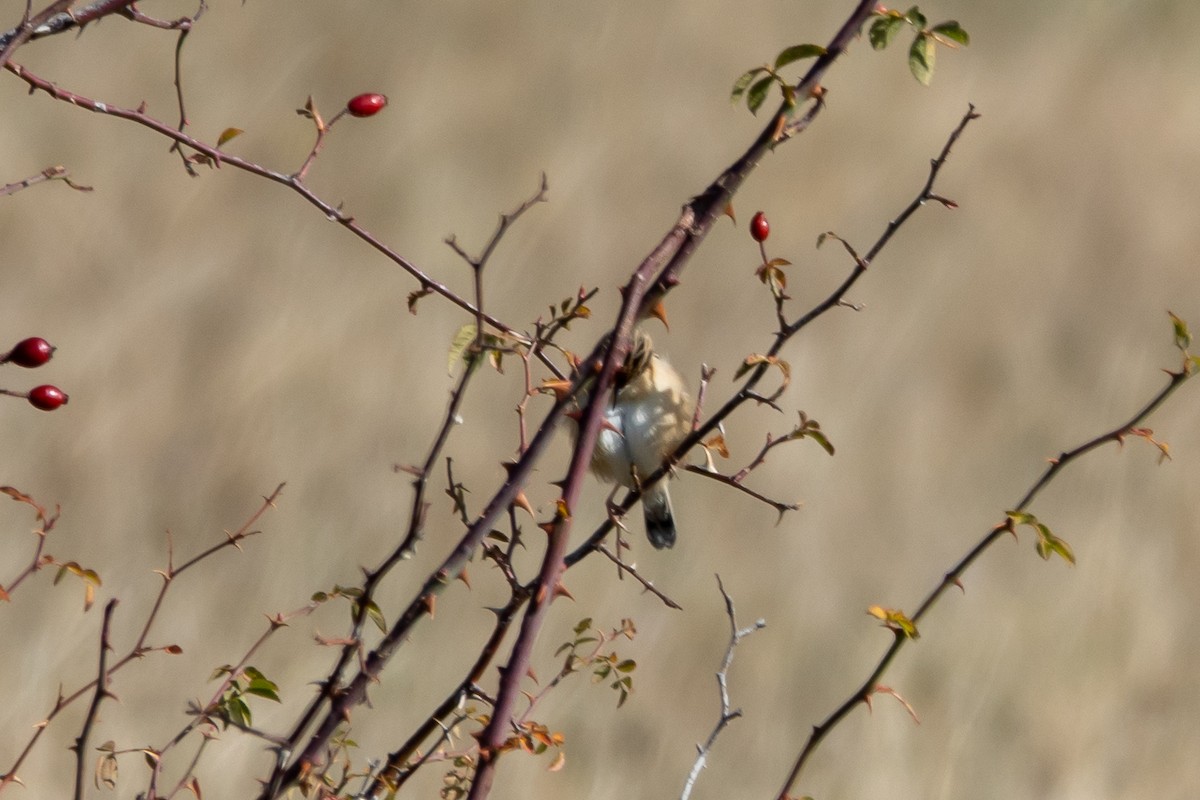 Zitting Cisticola - ML645438366