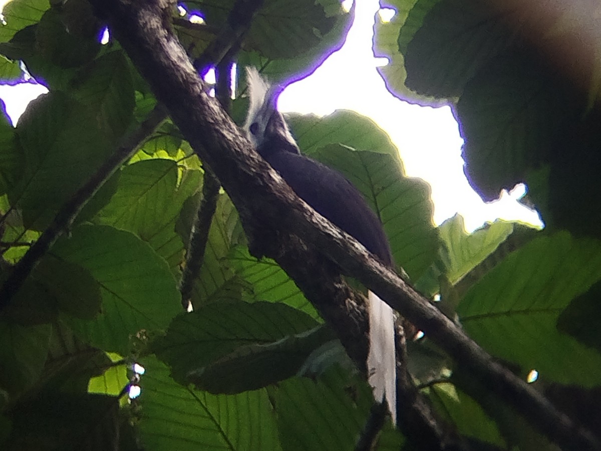 White-crowned Hornbill - ML645438368