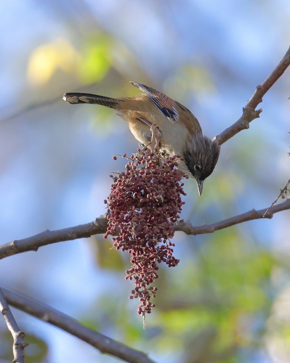 Hoary-throated Barwing - ML645438372