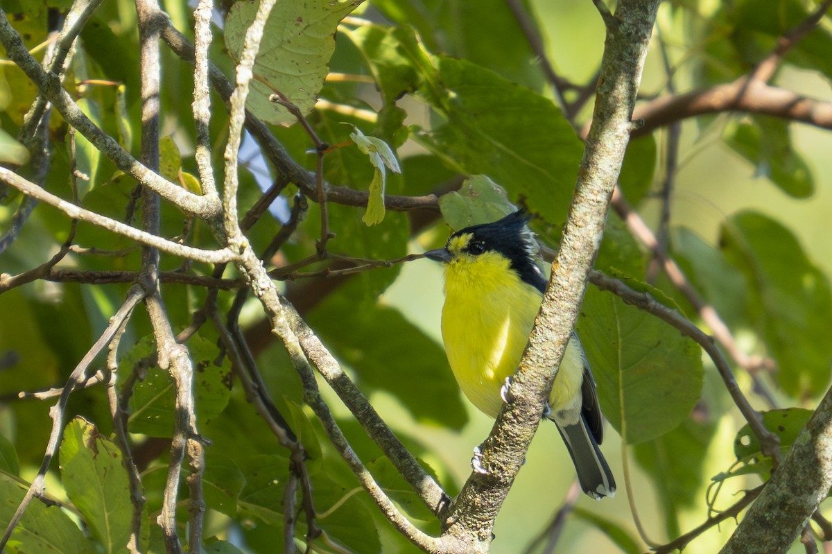 Taiwan Yellow Tit - ML645438373