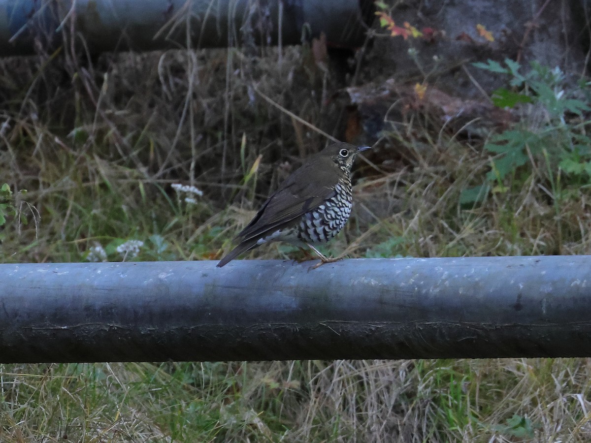 Alpine Thrush - ML645438374