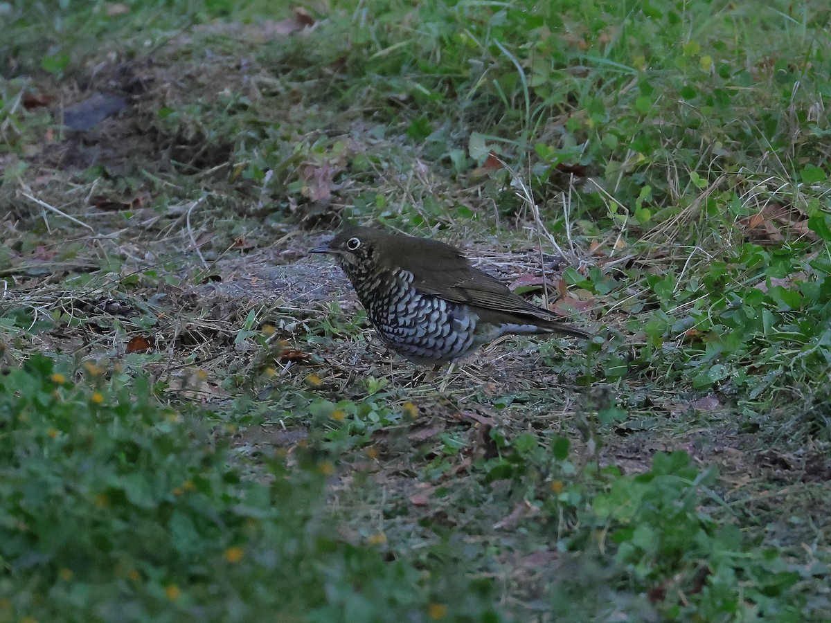 Alpine Thrush - ML645438375