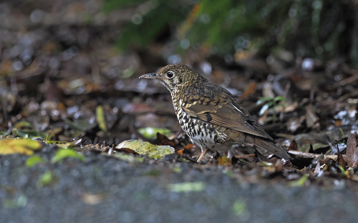 Russet-tailed Thrush - ML645438378