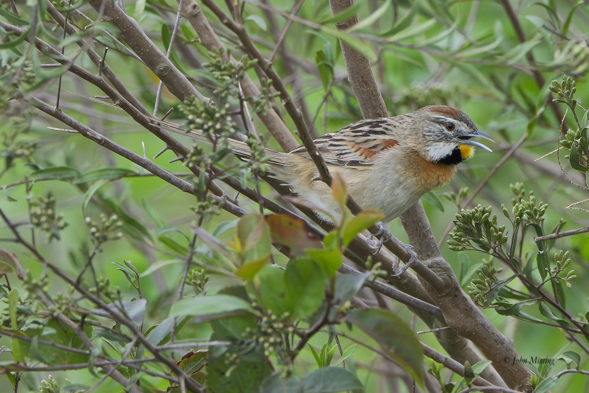 Chotoy Spinetail - ML645438379