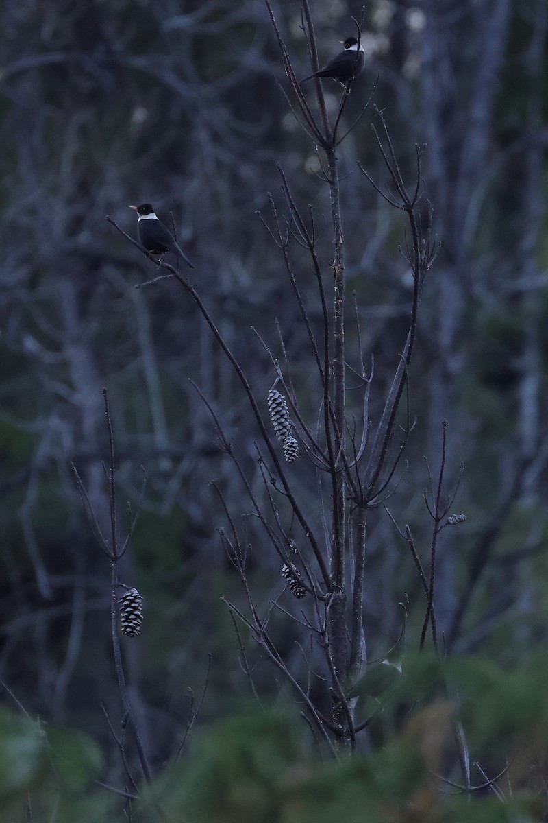 White-collared Blackbird - ML645438380