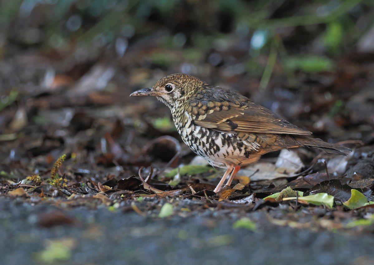 Russet-tailed Thrush - ML645438381