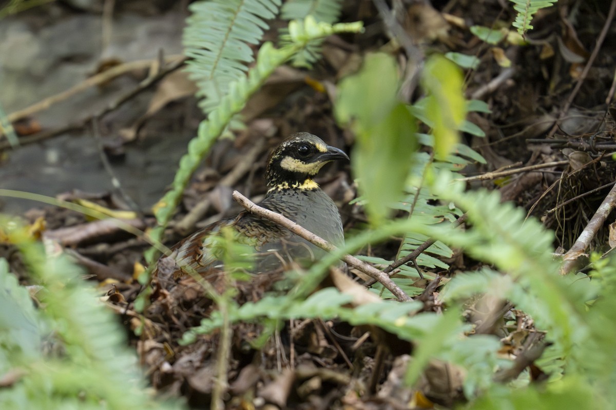 Taiwan Partridge - ML645438383