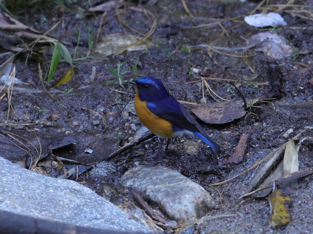 Rufous-breasted Bush-Robin - ML645438384