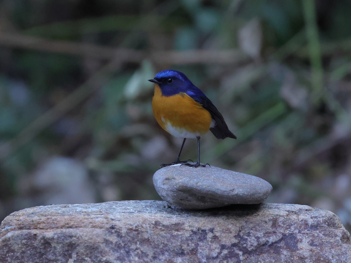 Rufous-breasted Bush-Robin - ML645438385
