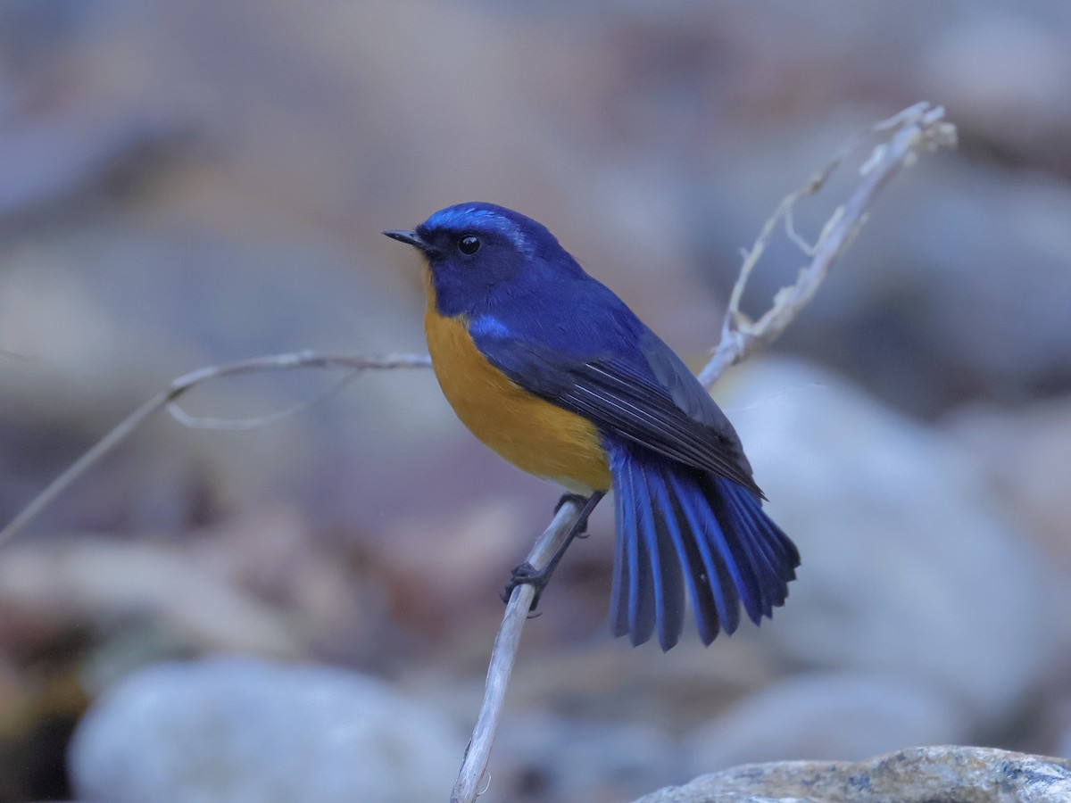 Rufous-breasted Bush-Robin - ML645438386