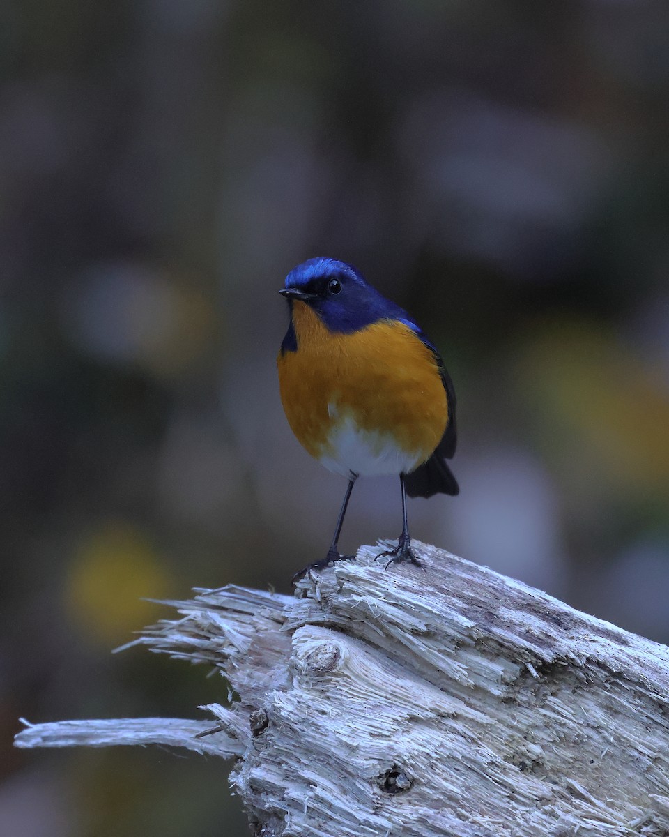 Rufous-breasted Bush-Robin - ML645438387