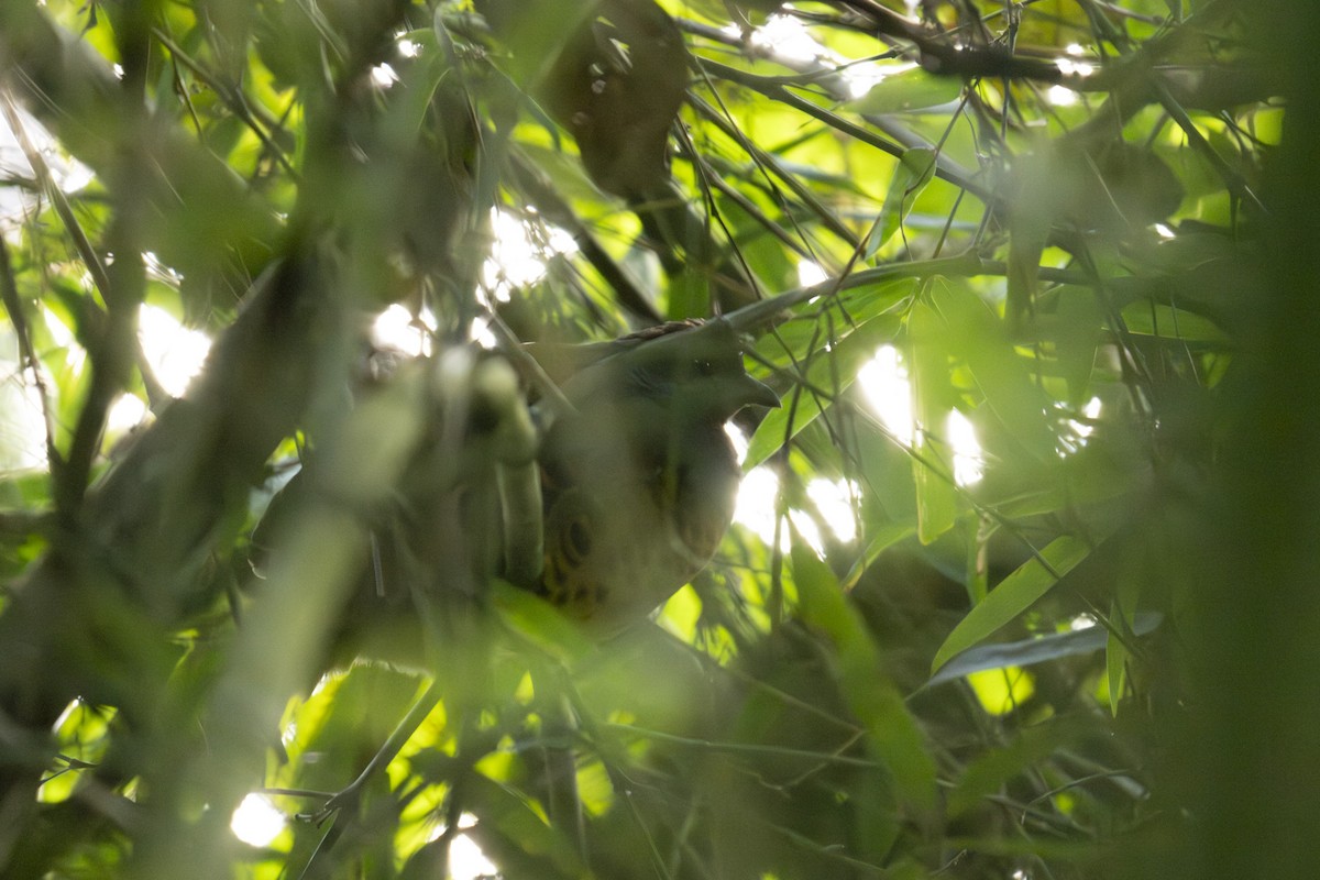 Taiwan Bamboo-Partridge - ML645438388