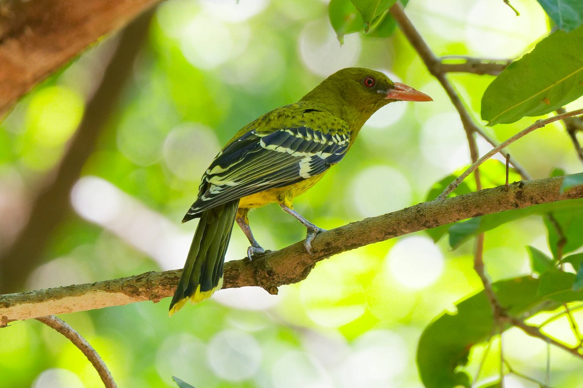 Green Oriole - ML645438391