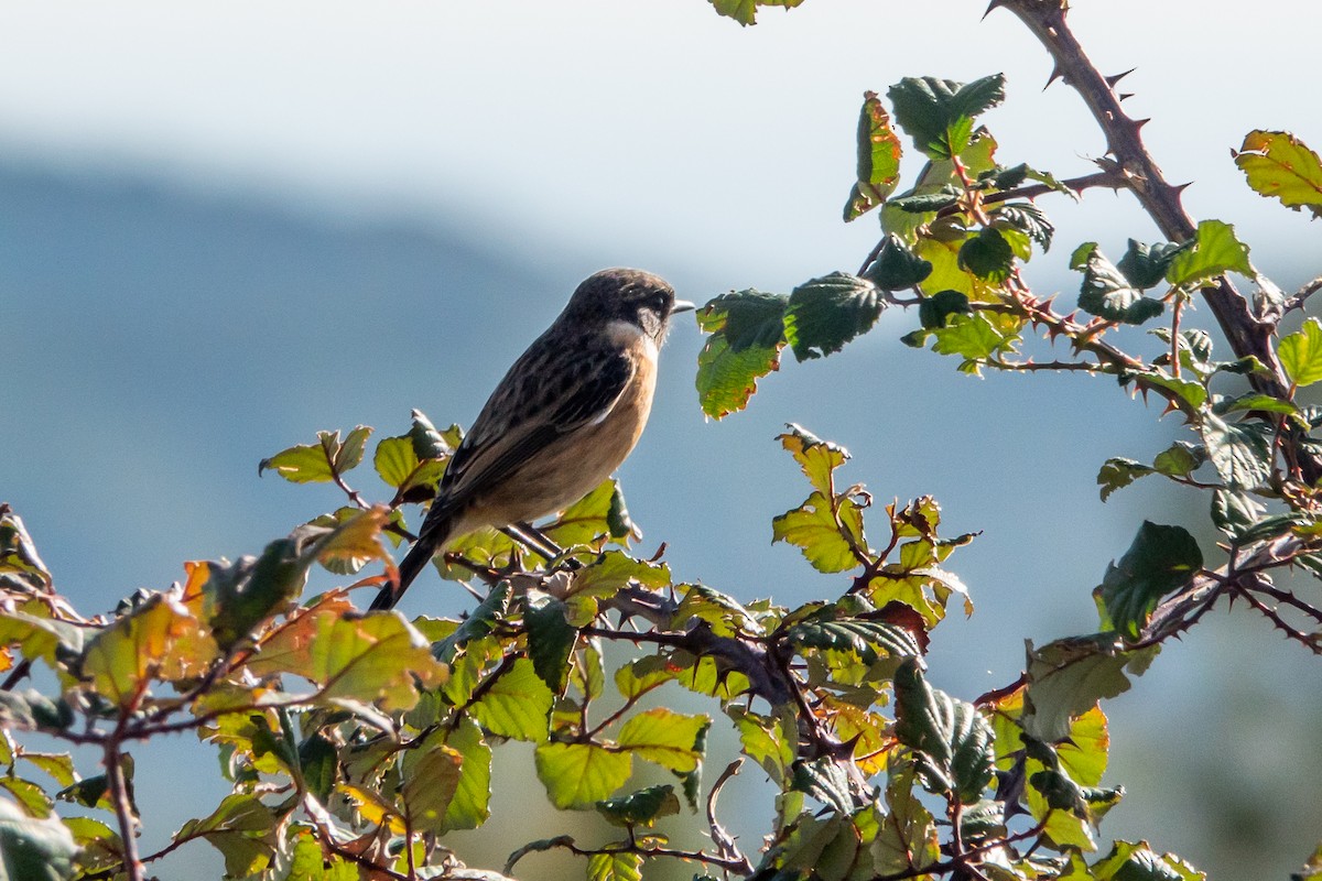 European Stonechat - ML645438392