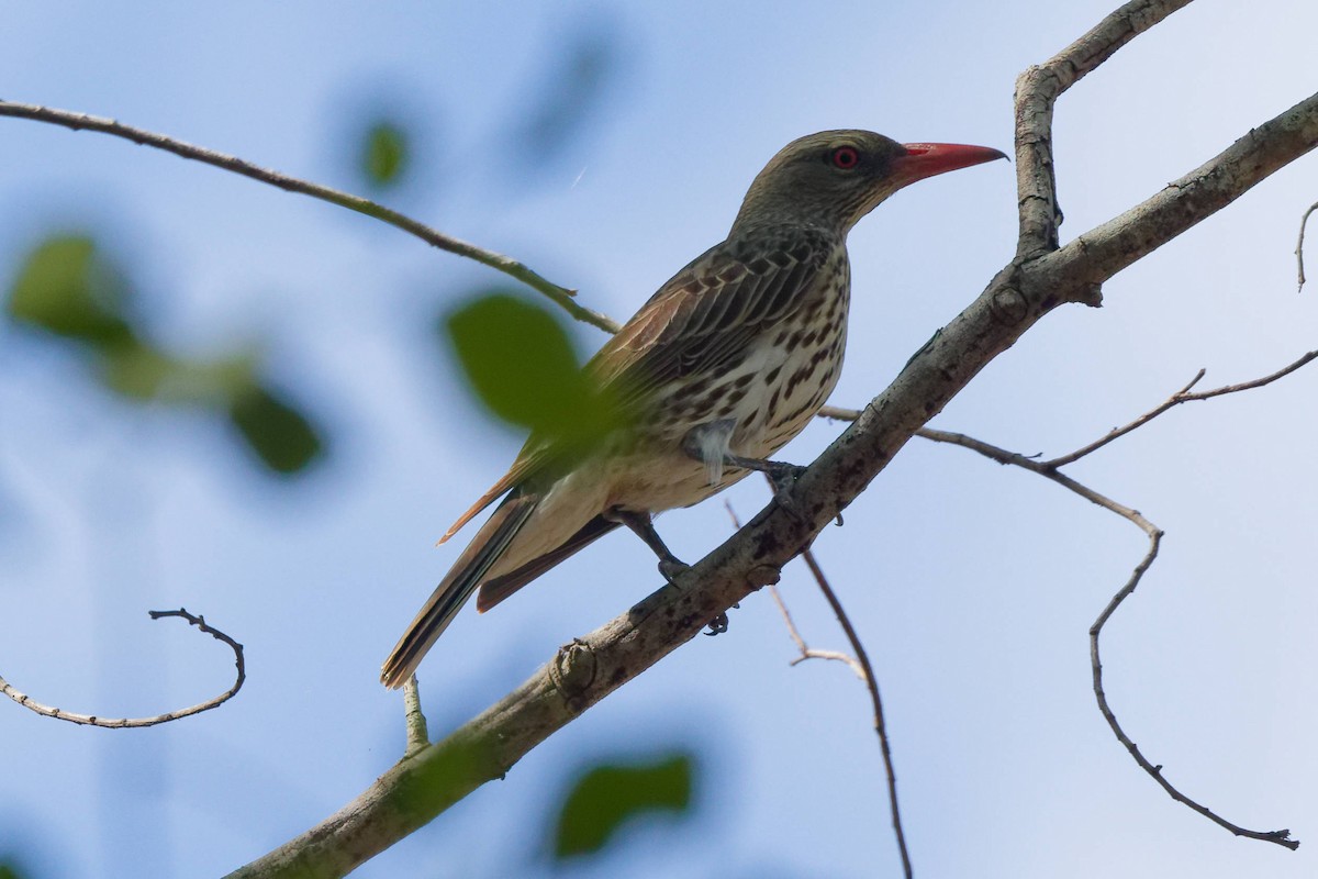 Olive-backed Oriole - ML645438393