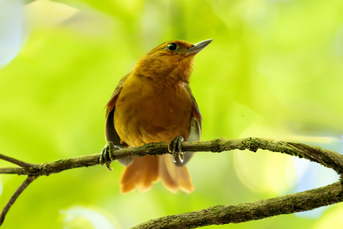 Russet-mantled Foliage-gleaner - ML645438396