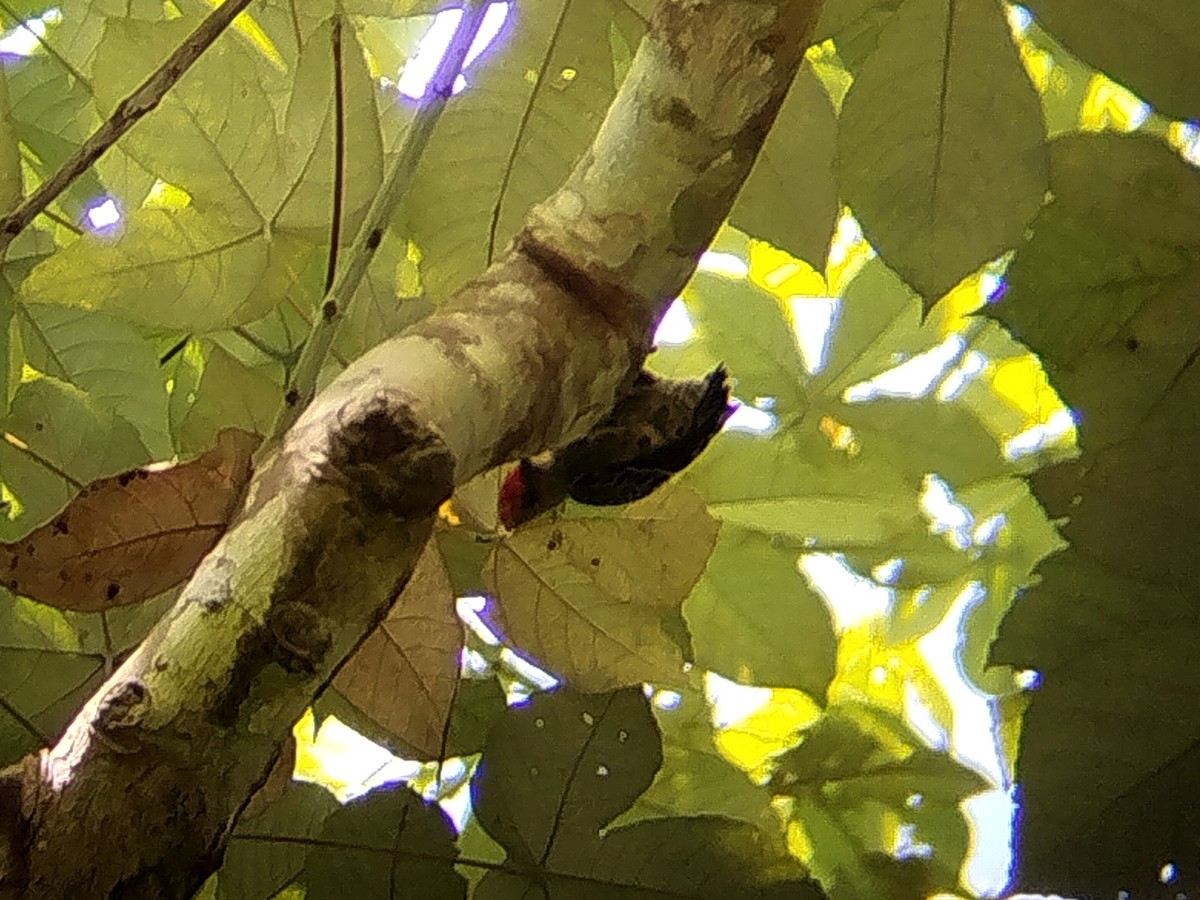 rødtopphjertespett - ML645438397