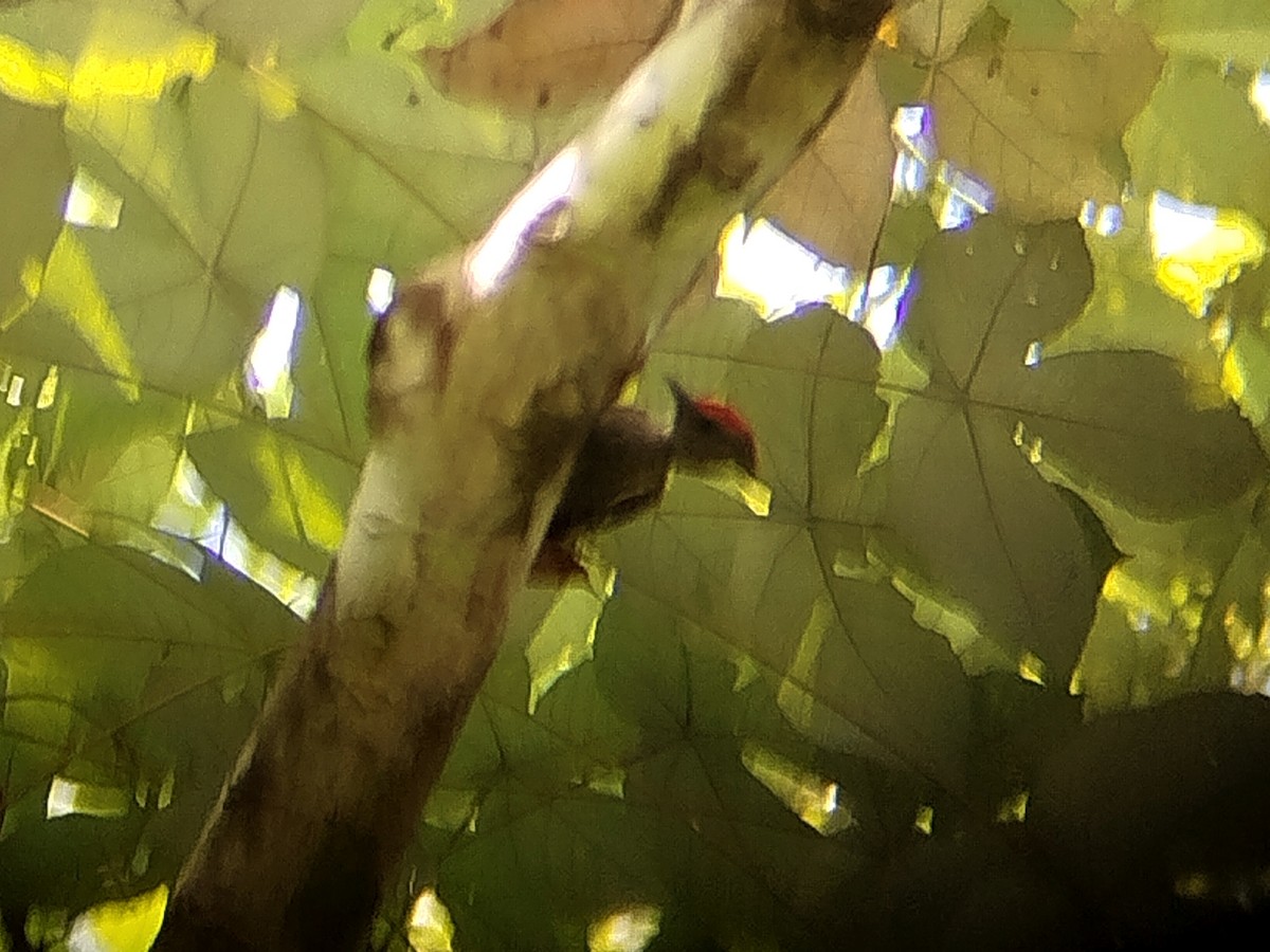 rødtopphjertespett - ML645438398