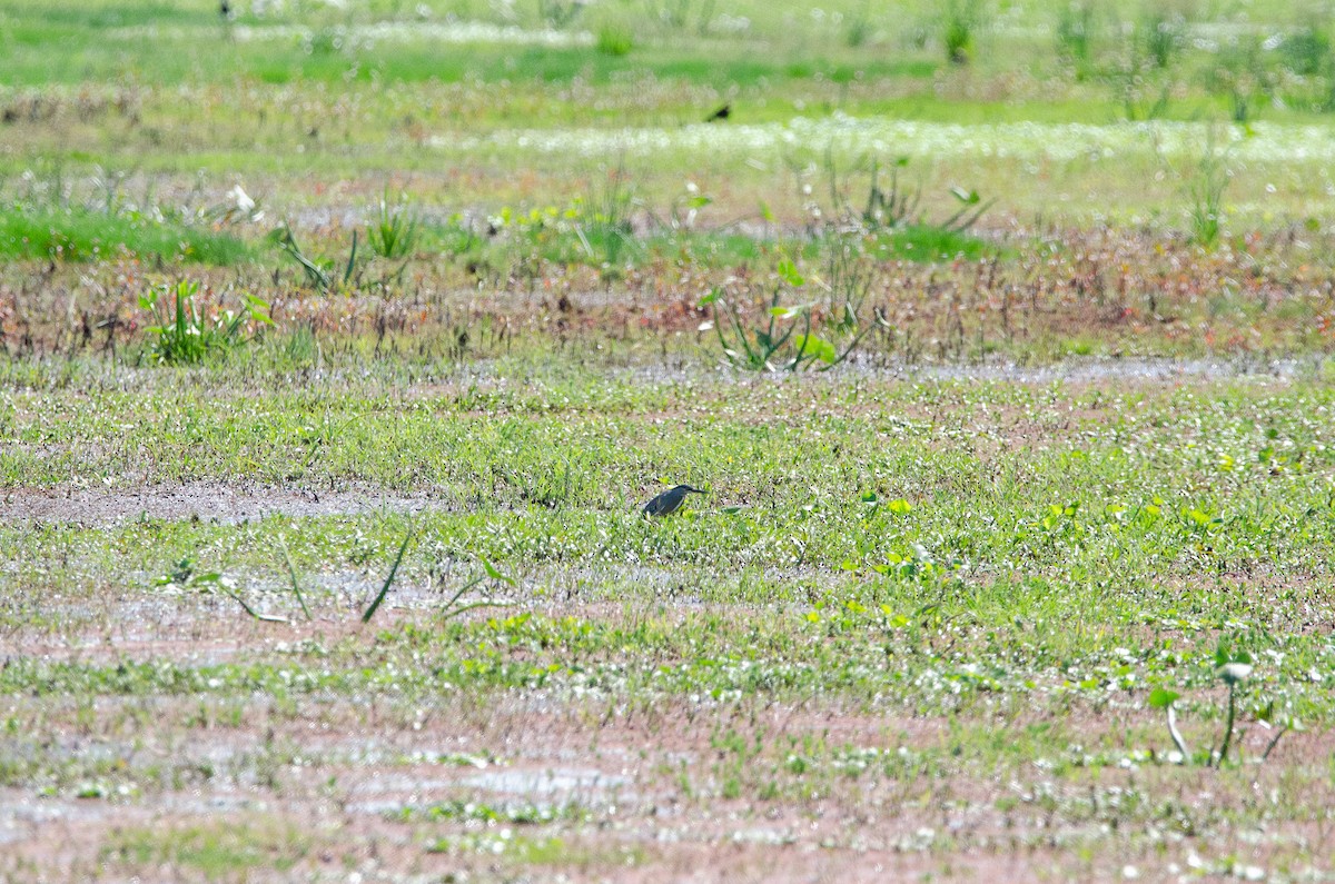 Striated Heron - ML645438400
