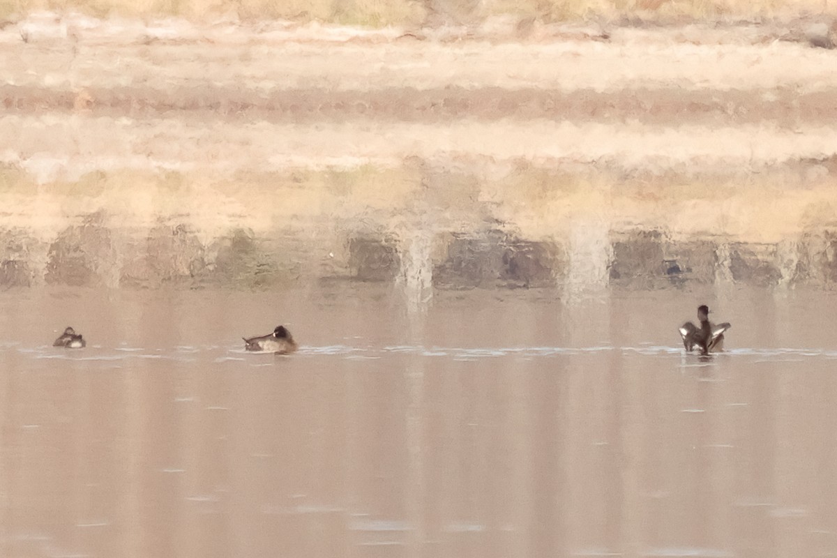 Lesser Scaup - ML645438404