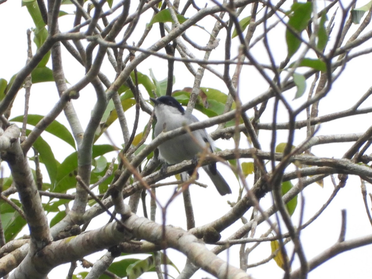 Tropical Gnatcatcher - ML645438407
