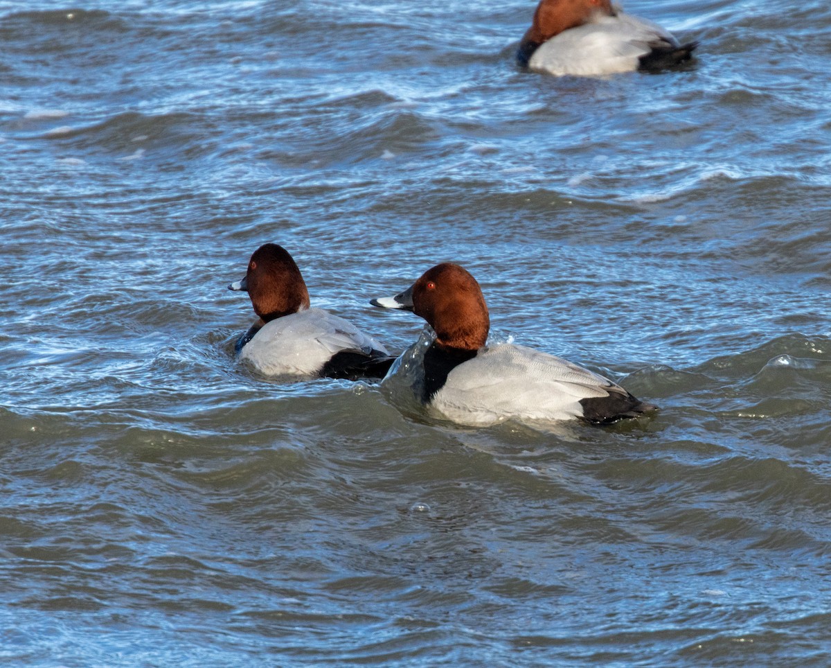 Common Pochard - ML645438410
