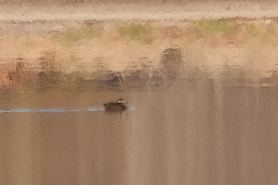 Surf Scoter - ML645438412