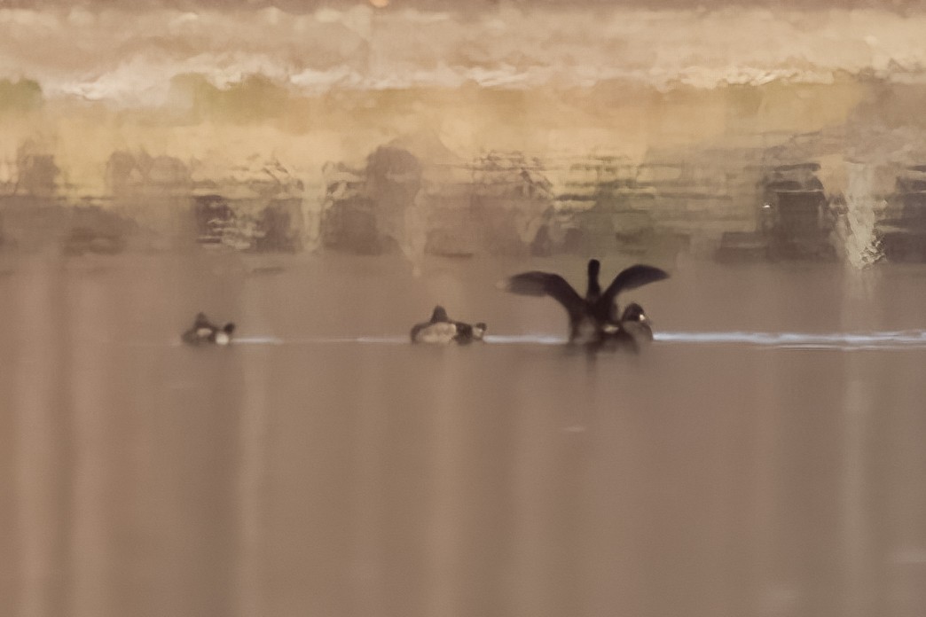 Surf Scoter - ML645438416