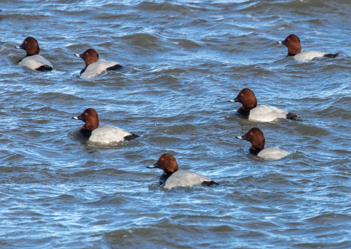 Common Pochard - ML645438417