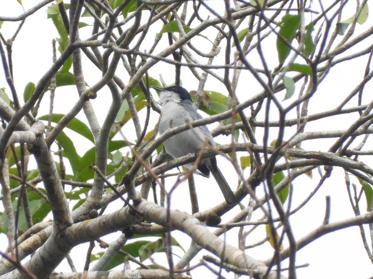 Tropical Gnatcatcher - ML645438420