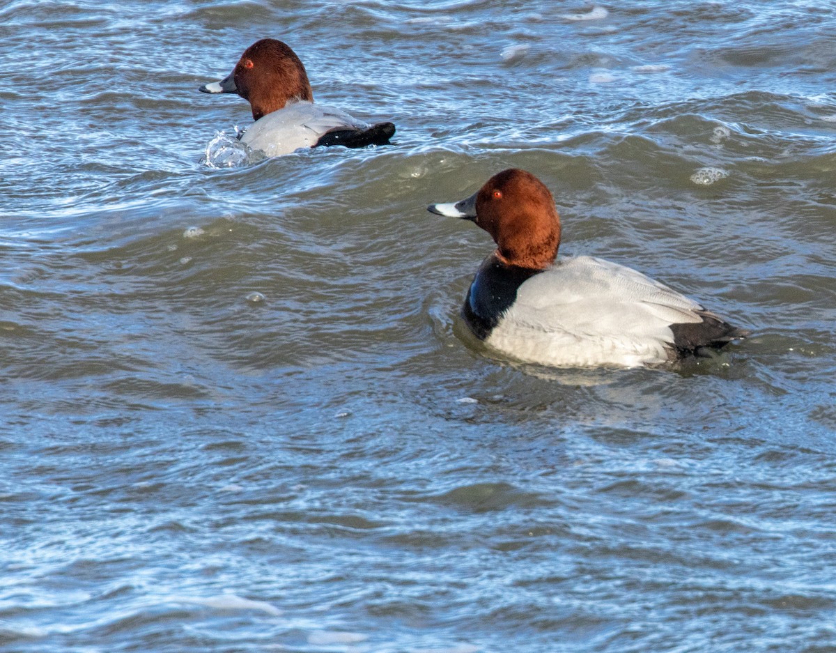 Common Pochard - ML645438421