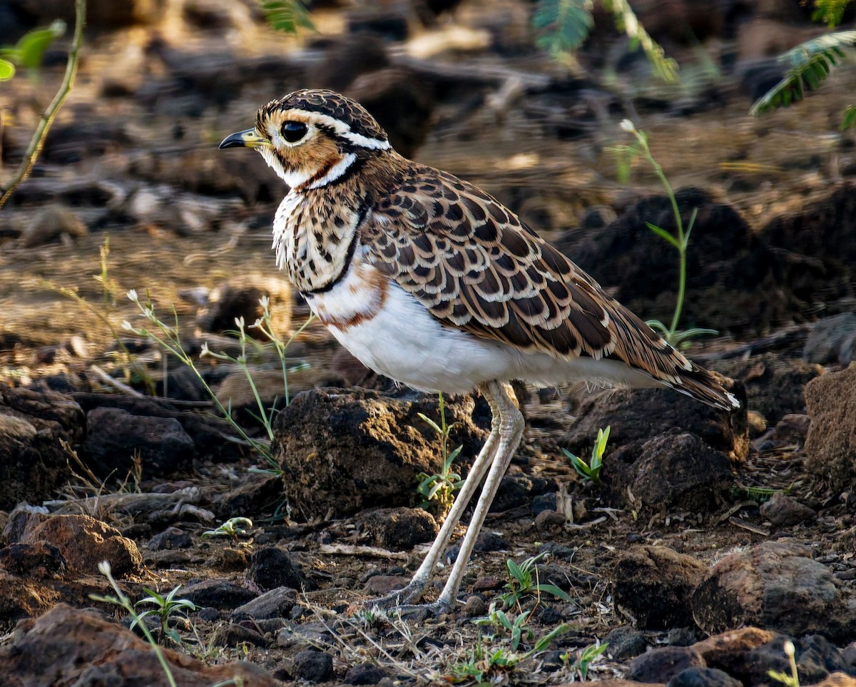 Courvite à triple collier - ML645438425